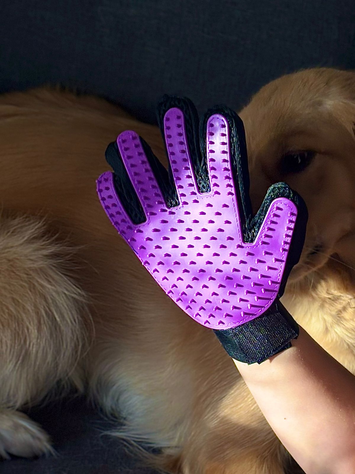 Mascotas 🐾